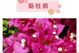 簕杜鹃、异木棉、木芙蓉……！这份深圳11月赏花指南请收好→图片
