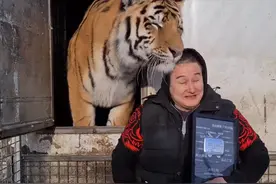 俄罗斯博主中国爆红：狮子老虎被当成家猫养，棕熊被宠成了宝宝图片