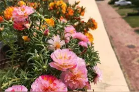 夏天过后，太阳花盆栽如何繁殖？分清太阳花品种再选择繁殖方法图片