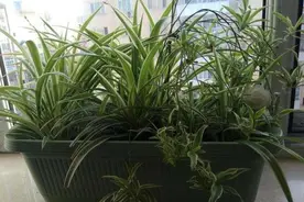如何养护金边吊兰？盆栽满足4个小要求，蚯蚓根蹭蹭溢出盆图片