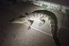 鳄鱼宝宝小区“散步”吓坏邻居！“家长”也挺着急……图片