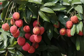 想买增城优质仙进奉荔枝，请认准这张“身份证”！图片