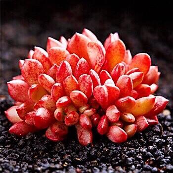 红的像宝石一样的多肉植物～红宝石