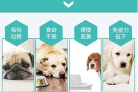 狗狗吃益生菌的好处，以及注意事项图片