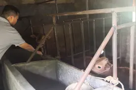 第一书记担任“牛”参谋，贫困户励志变身“牛”老板图片