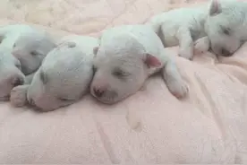 肚子里密密麻麻全是狗！狗妈妈19小时生20只狗崽，医生轮番上阵图片