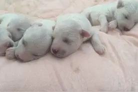肚子里密密麻麻全是狗！狗妈妈19小时生20只狗崽，医生轮番上阵图片