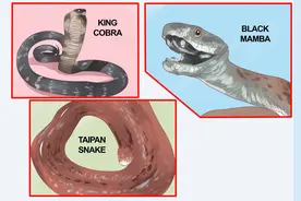 世界最危险的工作，每周给1000条蛇“挤奶”，轻则伤身、重则丧命图片