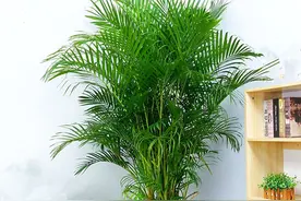 六种花个个是家庭净化能手，除菌除尘去异味，高贵典雅又气派图片