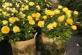 果汁月季开花，养在阳台全是花，花量大不容易生虫图片