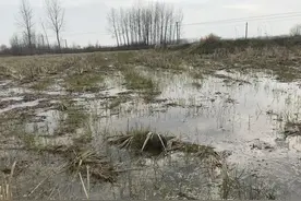灭生除草怎么做？水稻田才能无残留、苗齐、苗壮无药害？图片
