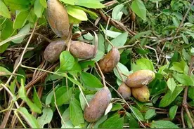 人称“北方白香蕉”，成熟就炸开，一斤10元，在南方热卖图片