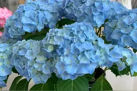 “无尽夏”就是这么浪漫，随时调色变蓝色，花期长久花量大！图片