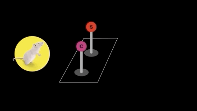 糖：最甜蜜的杀手，成瘾性极强？我们为什么无法戒糖…