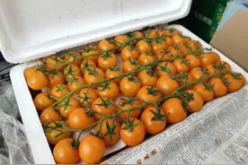 沙瓤西红柿乌鲁木齐俏销 一口咬下去都是小时候的味道图片