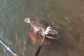 丹东男子钓起大甲鱼，好心放生却办了坏事，这是为什么？图片