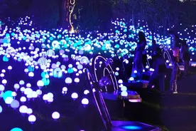8月20日起，晚上到玉渊潭公园看“樱花雨”飘落图片