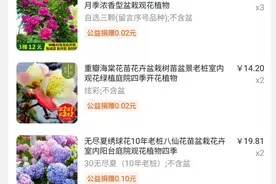 养花三年，细数网上买花踩的那些坑！卖家秀and买家秀，都是泪图片
