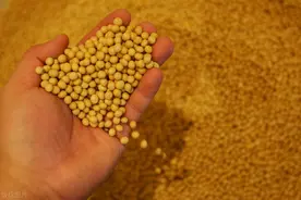 豆粕是如何制成的？饲料加入豆粕的好处？哪些作物可以代替豆粕？图片