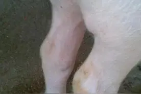 猪链球菌引起的关节炎，脑炎，败血症，怎么治疗效果好？图片