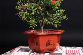 果树盆景的栽培造型及管理技术图片