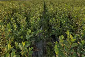 一片黑果花楸林，秋天更美图片