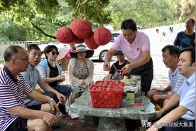厦门荔枝遇高温早熟 品质和价格好于去年图片