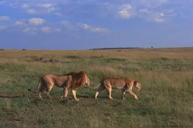 雄狮为什么要咬死6个月以内幼崽？母狮一生要经历多少丧子之痛？图片