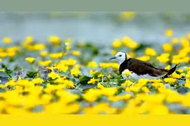 罕见！在中国仅云南有！长相潦草，停树枝上能隐身，人称鸟界“伪装大师”图片