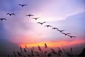 「中秋特辑」小提琴曲《鸿雁》，倾听心灵的绝唱图片