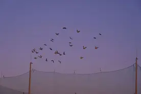 为什么古人的名字那么美？谈谈惊艳到你的名字？图片