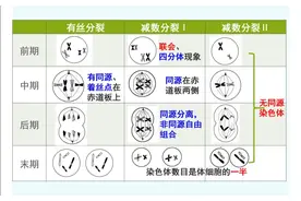 高中生物减数分裂和有丝分裂的区分、相关知识点总结，学习干货图片