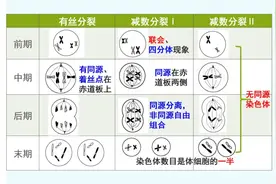 高中生物减数分裂和有丝分裂的区分、相关知识点总结，学习干货图片