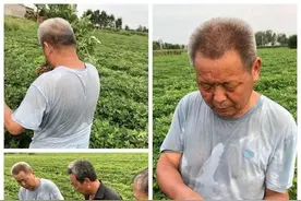花生三遍药好不好，只需记住这三点，农民自己就能看效果图片
