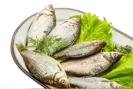 鱼价连涨20周！鳜鱼涨破60元，石斑鱼破3年新高，啥原因？图片