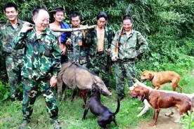 打不得？信阳率先收拾野猪，其他地方还在保护，治理困局如何破？图片
