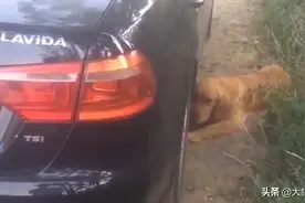 主人河边溺亡，忠犬金毛后续来了！“它叫八宝，已被好心人收养”图片