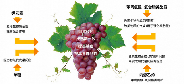 那些你不知道的事——含氨基酸肥料在转色上的应用