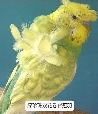 黄绿鱼鳞鹦鹉
