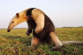 《山海经》记载山脉与美国中西部完全吻合，是巧合还是存在异世界图片