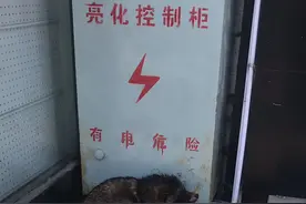 内蒙古呼伦贝尔市阿荣旗森林公安局回顾2019年救助野生动物（上）图片