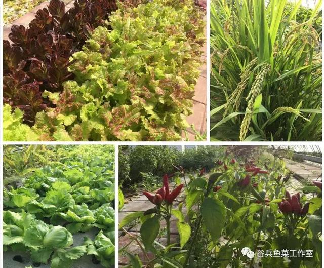 鱼菜共生植物缺素新认知 汇总
