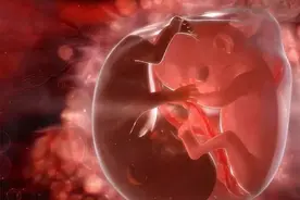 双胞胎在妈妈的肚子里是怎样成长的呢？怀了双胞胎需要注意什么？图片