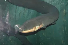 亚马逊河流里生活着哪些可怕生物？连当地人都不敢在里面洗澡图片