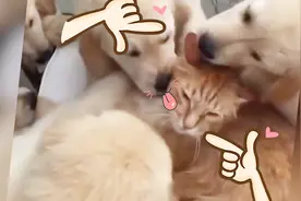 猫咪享受与狗狗的友谊？拉布拉多教你正确的“吸猫” 方式视频封面