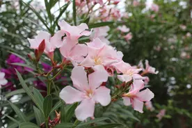 渴望被宠爱，但不相信真爱存在的星座，其实只是因为害怕受伤图片