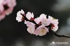 「河南三门峡 杭增民」原创//​杏花泪图片