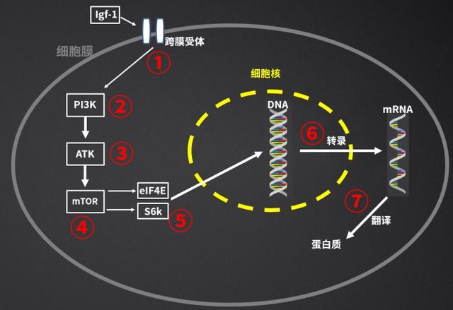 不健身直接吃蛋白粉会怎么样？