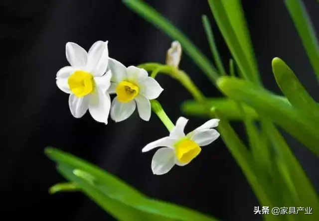 家里有个吸烟的人？这8种花可以帮你吸走烟气