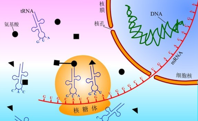 女人脸上胶原蛋白流失怎么补 2026年女人脸上的胶原蛋白流失靠什么补最